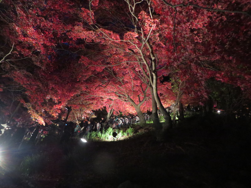f:id:sasameyuki47:20141122171155j:image:w640 f:id:sasameyuki47:20141122171155j:image:w640