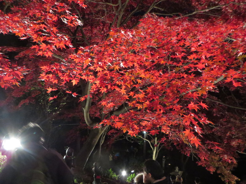 f:id:sasameyuki47:20141122171830j:image:w640 f:id:sasameyuki47:20141122171830j:image:w640