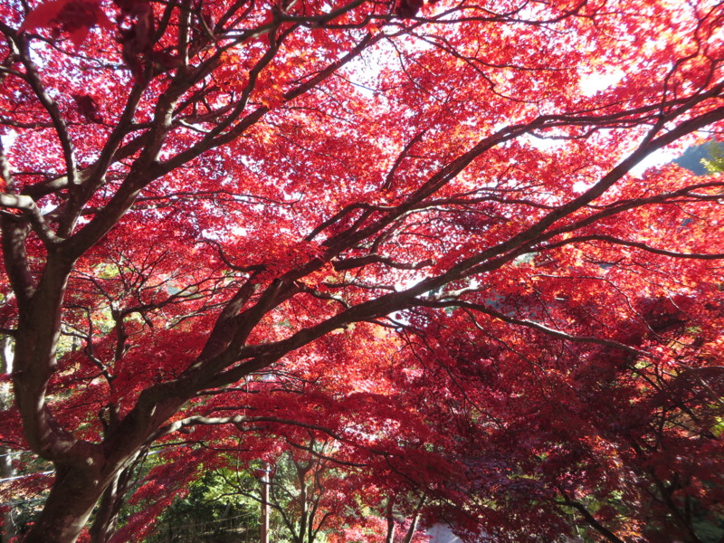 f:id:sasameyuki47:20141123110536j:image:w640