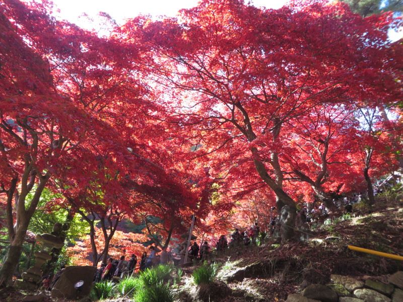 f:id:sasameyuki47:20141123110821j:image:w640