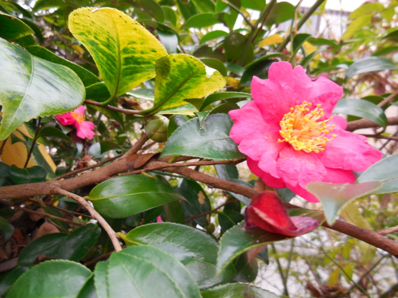 f:id:sasameyuki47:20150124145120j:image:w360 f:id:sasameyuki47:20150124145120j:image:w360