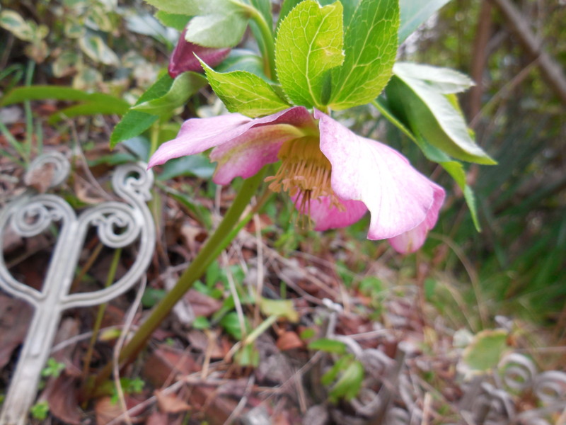 f:id:sasameyuki47:20150310164300j:image:w360 f:id:sasameyuki47:20150310164300j:image:w360