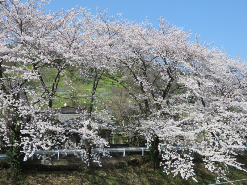 f:id:sasameyuki47:20150331143043j:image:w640 f:id:sasameyuki47:20150331143043j:image:w640