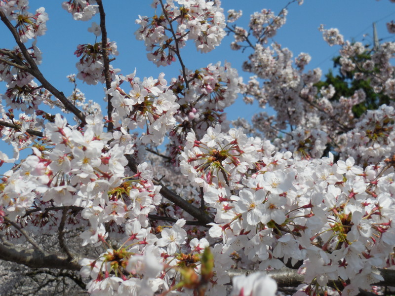 f:id:sasameyuki47:20150331144044j:image:w640 f:id:sasameyuki47:20150331144044j:image:w640