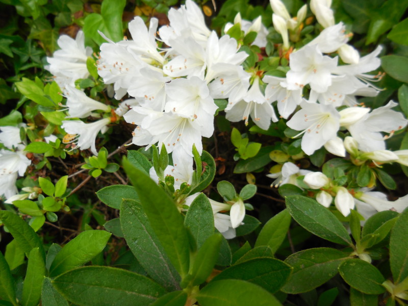 f:id:sasameyuki47:20150421131656j:image:w360 f:id:sasameyuki47:20150421131656j:image:w360