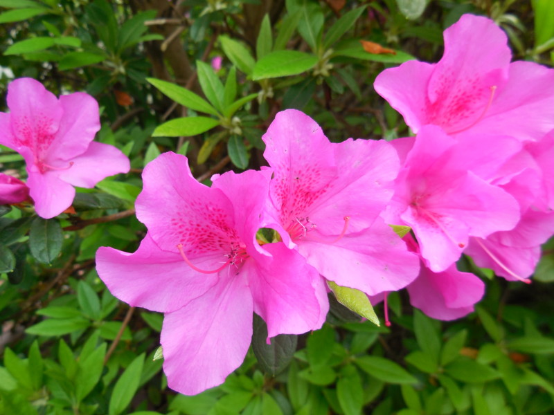 f:id:sasameyuki47:20150421131720j:image:w360 f:id:sasameyuki47:20150421131720j:image:w360