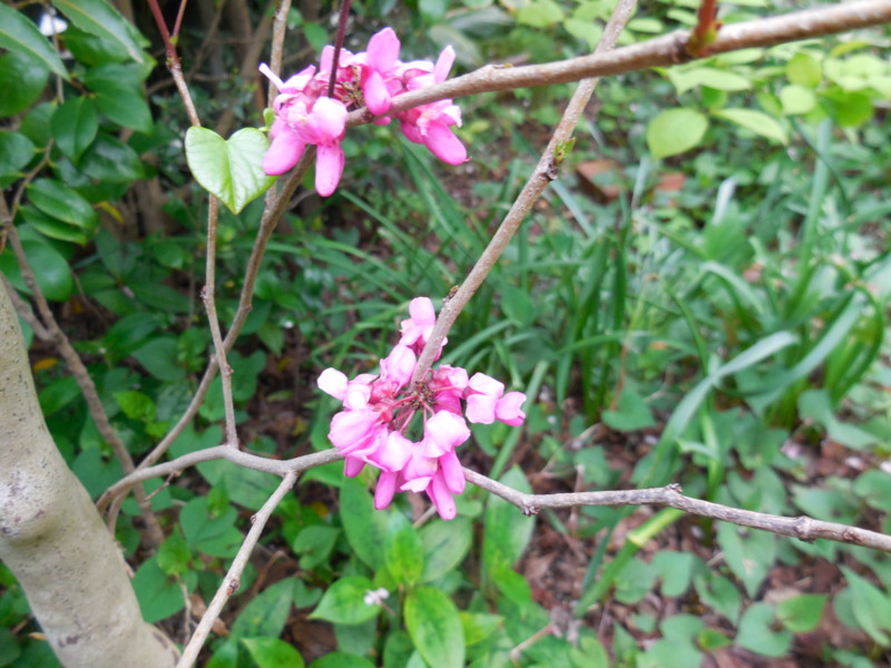 f:id:sasameyuki47:20150421172033j:image:w360 f:id:sasameyuki47:20150421172033j:image:w360