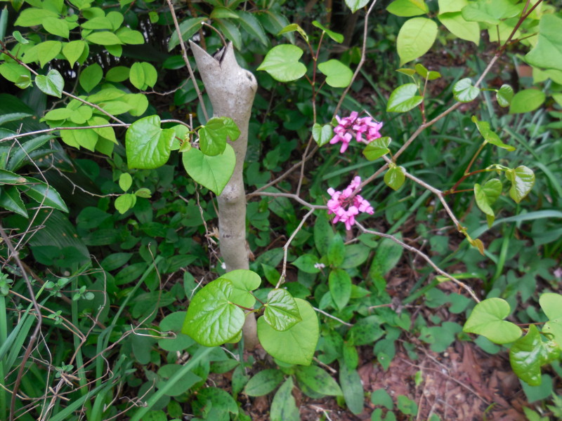 f:id:sasameyuki47:20150421172050j:image:w360 f:id:sasameyuki47:20150421172050j:image:w360