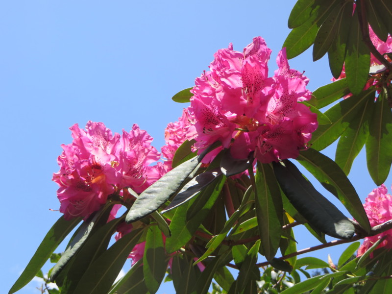 f:id:sasameyuki47:20150501110852j:image:w640 f:id:sasameyuki47:20150501110852j:image:w640