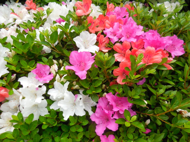f:id:sasameyuki47:20150528100534j:image:w360 f:id:sasameyuki47:20150528100534j:image:w360