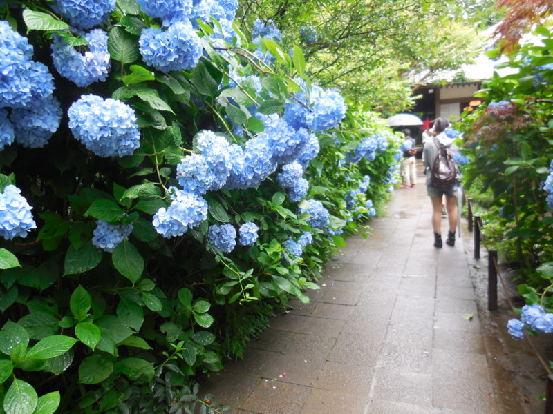 f:id:sasameyuki47:20150618152917j:image:w640 f:id:sasameyuki47:20150618152917j:image:w640