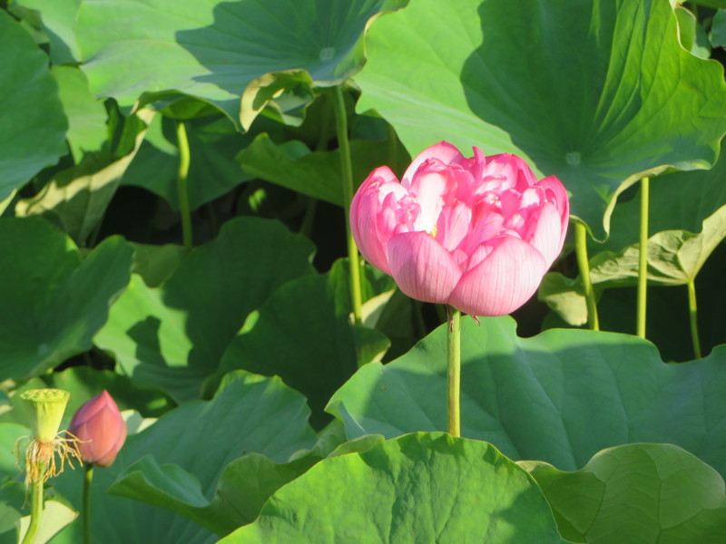 f:id:sasameyuki47:20150718174801j:image:w360 f:id:sasameyuki47:20150718174801j:image:w360