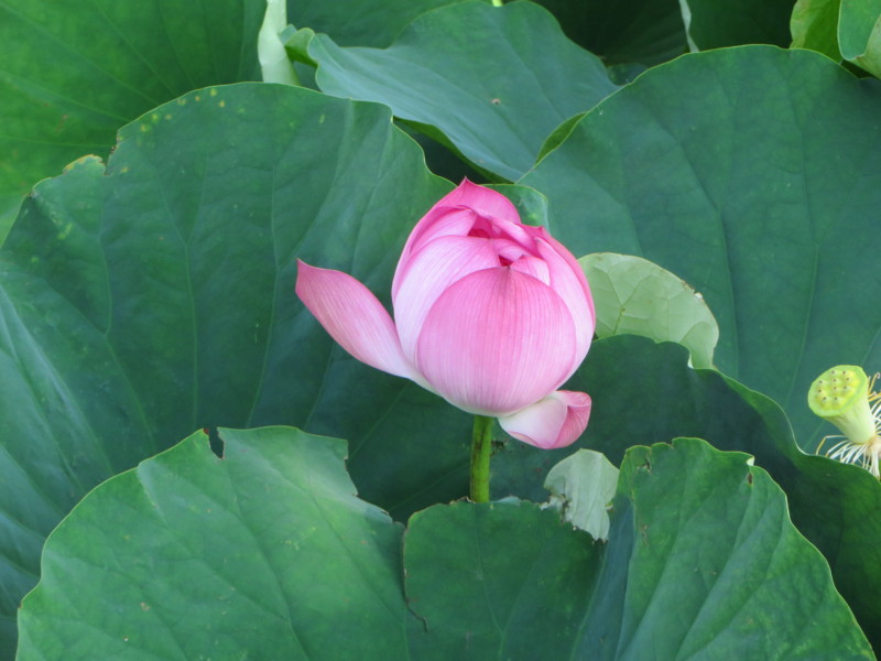f:id:sasameyuki47:20150718174811j:image:w360 f:id:sasameyuki47:20150718174811j:image:w360