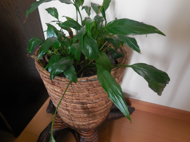 f:id:sasameyuki47:20150720112818j:image:w360