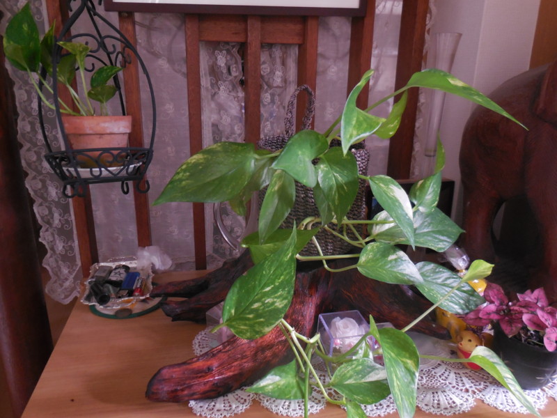 f:id:sasameyuki47:20150720113202j:image:w360