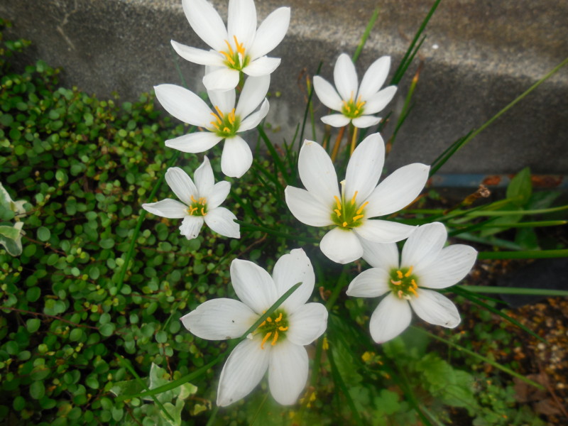 f:id:sasameyuki47:20150903130027j:image:w360 f:id:sasameyuki47:20150903130027j:image:w360