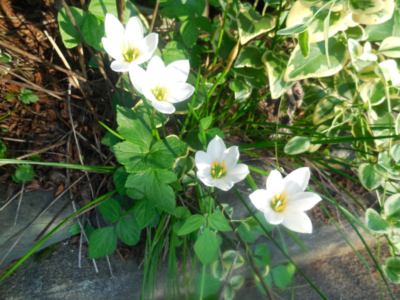 f:id:sasameyuki47:20150904170411j:image:w360 f:id:sasameyuki47:20150904170411j:image:w360