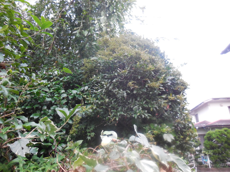 f:id:sasameyuki47:20150905175901j:image:w360 f:id:sasameyuki47:20150905175901j:image:w360