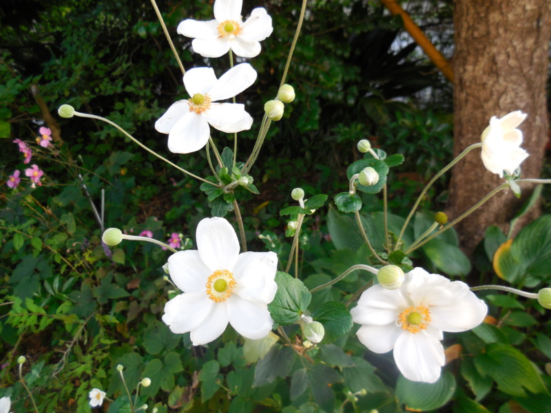 f:id:sasameyuki47:20150923165355j:image:w360