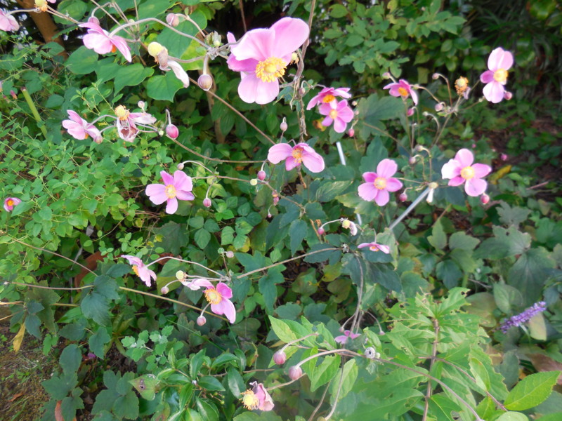 f:id:sasameyuki47:20150923165404j:image:w360