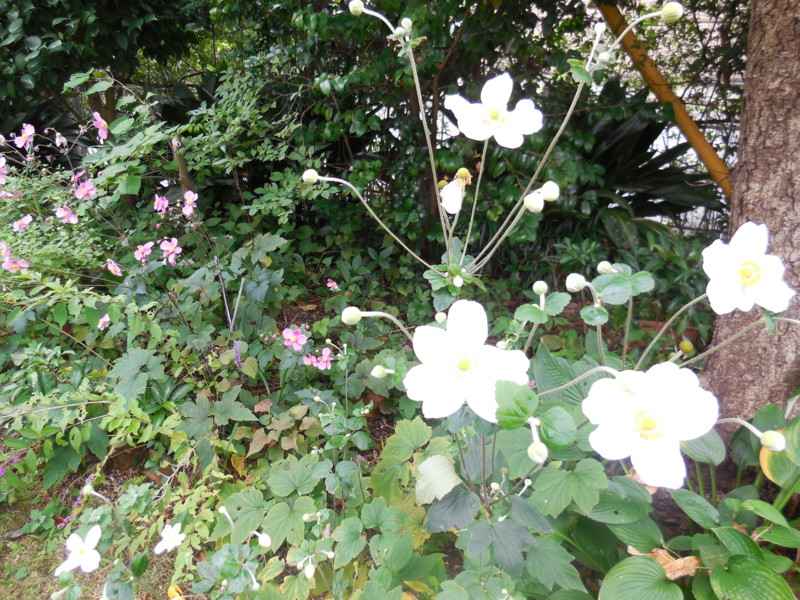 f:id:sasameyuki47:20150924121052j:image:w360