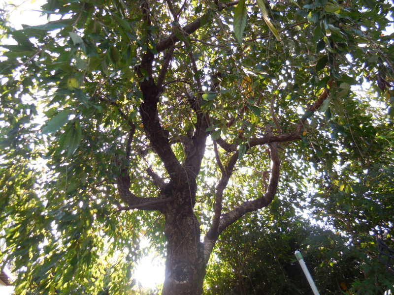 f:id:sasameyuki47:20151006080627j:image:w360 f:id:sasameyuki47:20151006080627j:image:w360