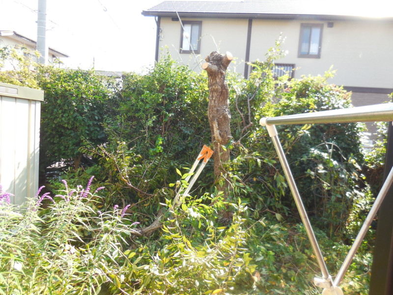 f:id:sasameyuki47:20151006141551j:image:w360 f:id:sasameyuki47:20151006141551j:image:w360