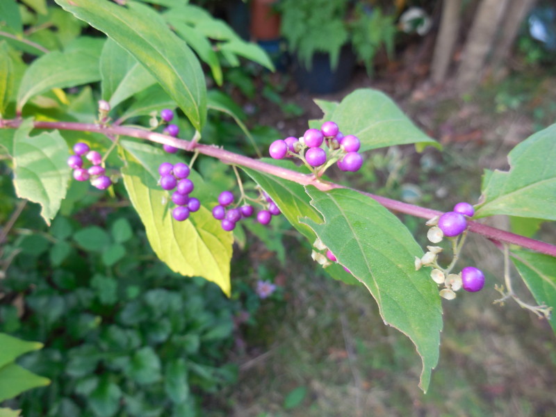 f:id:sasameyuki47:20151024075336j:image:w360