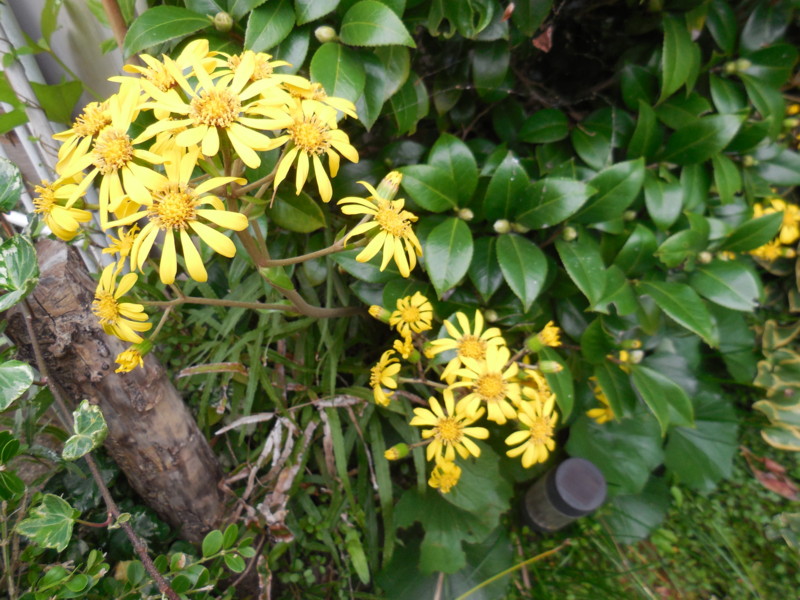 f:id:sasameyuki47:20151029085238j:image:w360 f:id:sasameyuki47:20151029085238j:image:w360