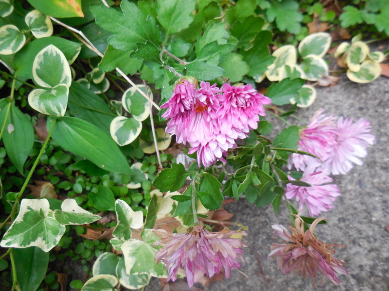 f:id:sasameyuki47:20151029085253j:image:w360 f:id:sasameyuki47:20151029085253j:image:w360