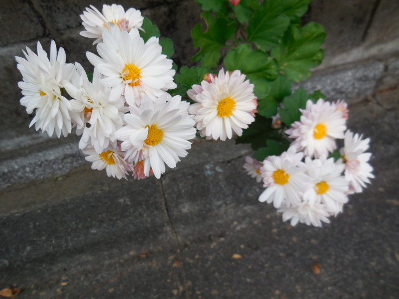 f:id:sasameyuki47:20151029085319j:image:w360 f:id:sasameyuki47:20151029085319j:image:w360