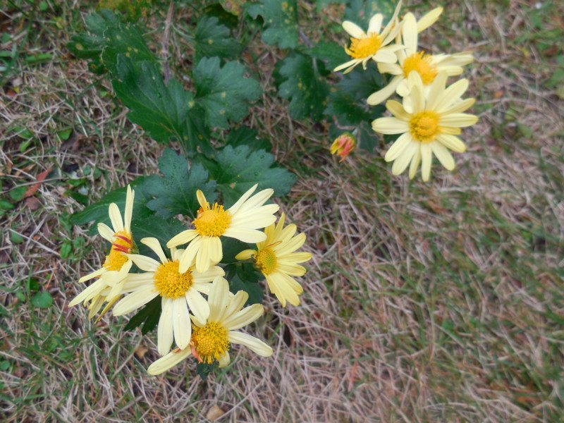 f:id:sasameyuki47:20151029085626j:image:w360 f:id:sasameyuki47:20151029085626j:image:w360