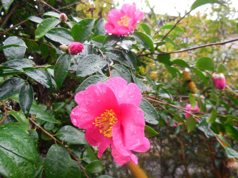 f:id:sasameyuki47:20151115093601j:image:w360 f:id:sasameyuki47:20151115093601j:image:w360