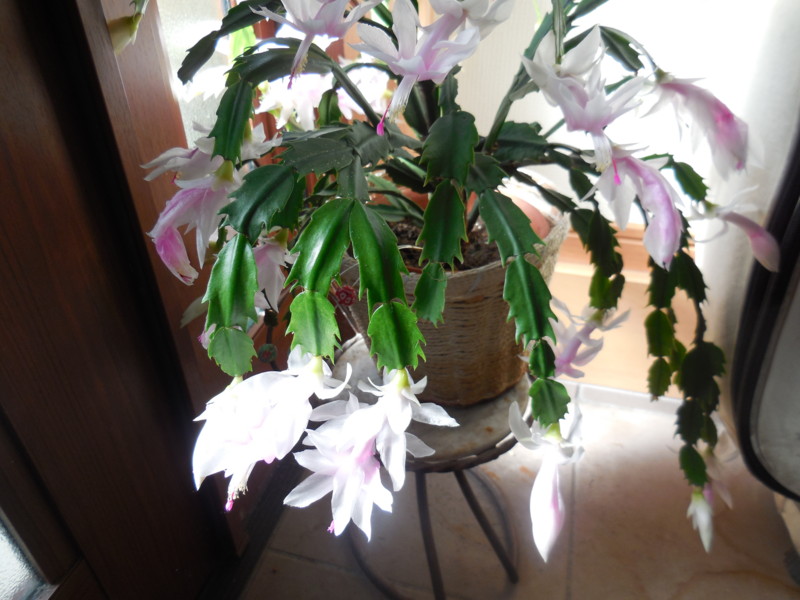 f:id:sasameyuki47:20151117120000j:image:w360