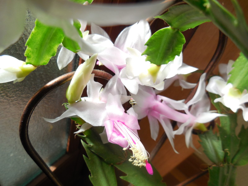 f:id:sasameyuki47:20151117120026j:image:w360