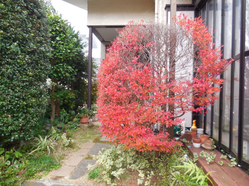 f:id:sasameyuki47:20151208120833j:image:w360
