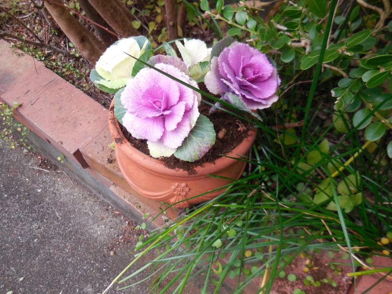 f:id:sasameyuki47:20151210143826j:image:w360