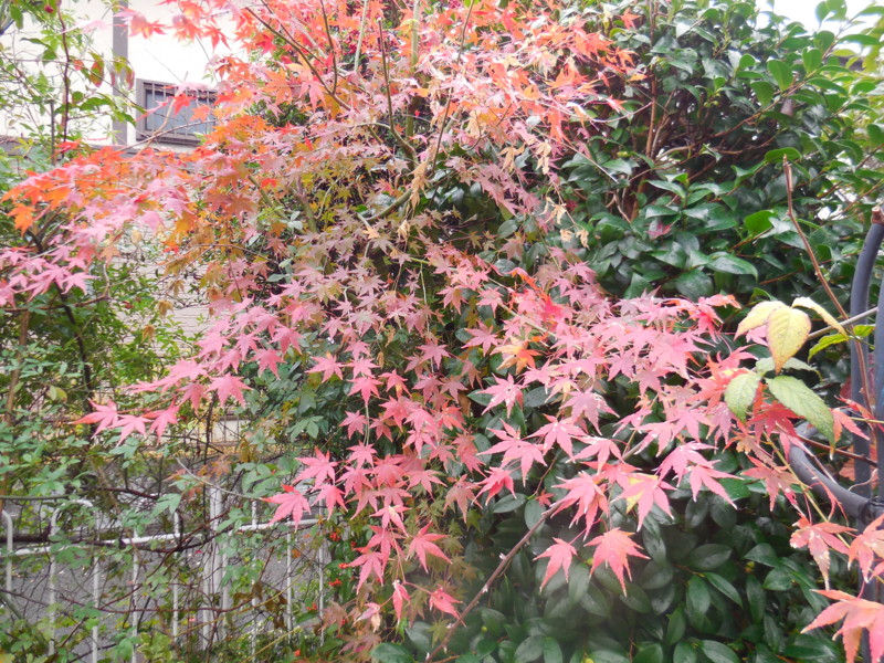 f:id:sasameyuki47:20151211100518j:image:w360