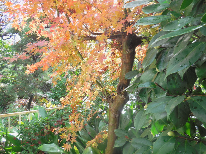f:id:sasameyuki47:20151211100537j:image:w360