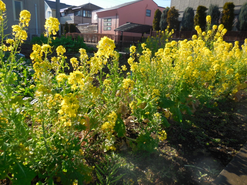 f:id:sasameyuki47:20160114140808j:image:w360 f:id:sasameyuki47:20160114140808j:image:w360