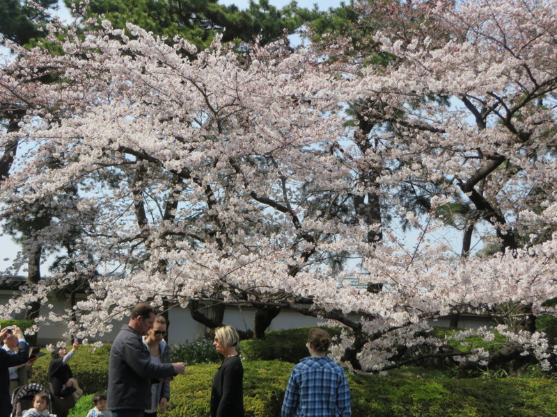 f:id:sasameyuki47:20160331134255j:image:w640 f:id:sasameyuki47:20160331134255j:image:w640