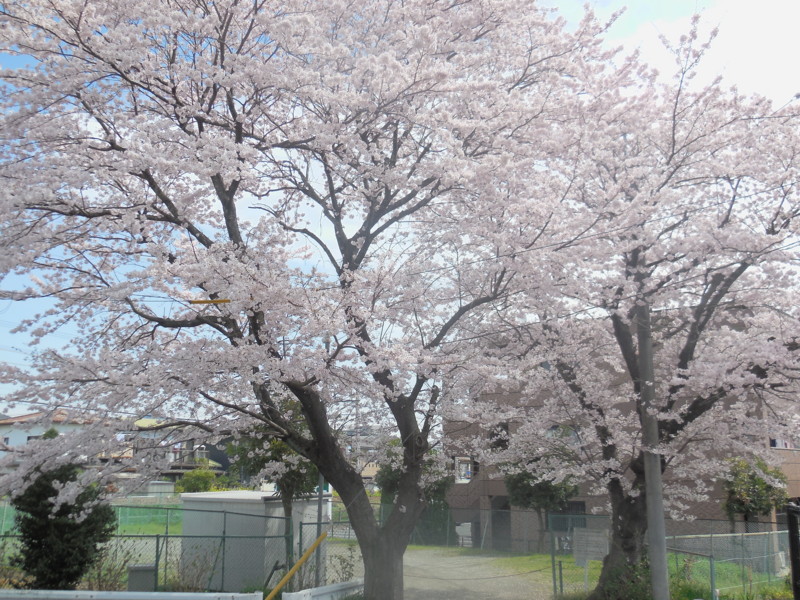 f:id:sasameyuki47:20160406105257j:image:w360 f:id:sasameyuki47:20160406105257j:image:w360