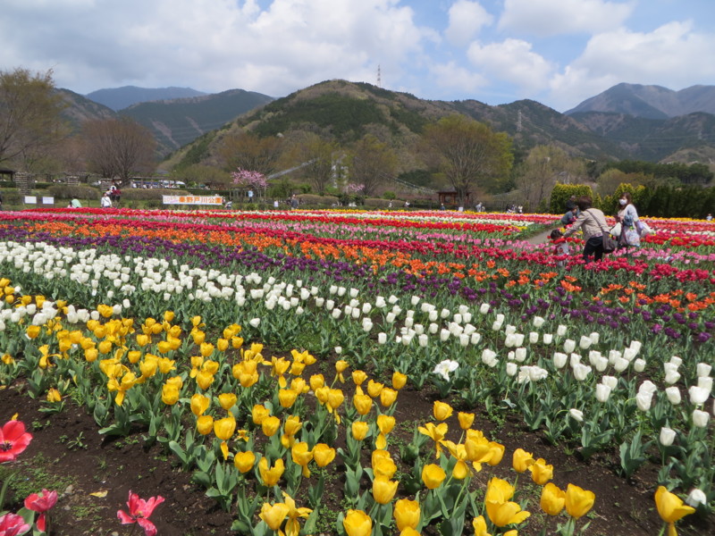 f:id:sasameyuki47:20160409111220j:image:w640