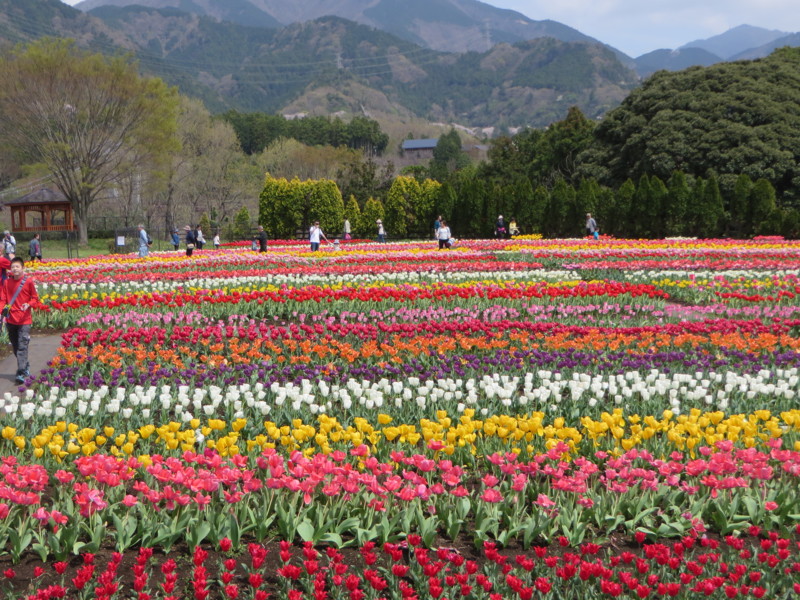 f:id:sasameyuki47:20160409111637j:image:w640