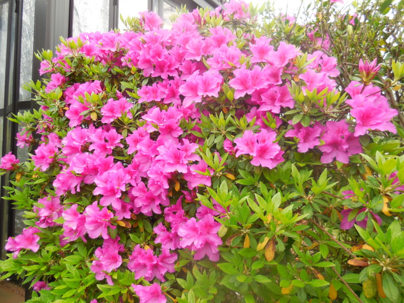 f:id:sasameyuki47:20160421111147j:image:w360 f:id:sasameyuki47:20160421111147j:image:w360