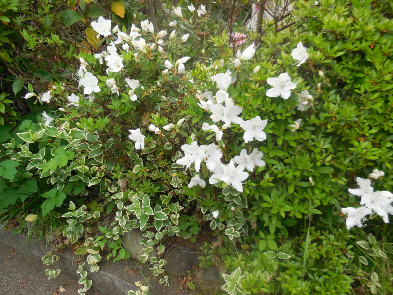 f:id:sasameyuki47:20160427090324j:image:w360 f:id:sasameyuki47:20160427090324j:image:w360