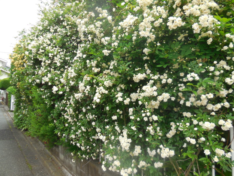 f:id:sasameyuki47:20160427090352j:image:w360 f:id:sasameyuki47:20160427090352j:image:w360