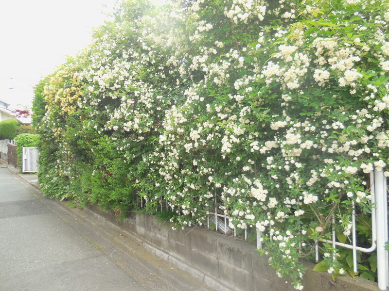 f:id:sasameyuki47:20160427090448j:image:w360 f:id:sasameyuki47:20160427090448j:image:w360