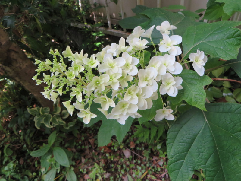 f:id:sasameyuki47:20160604091745j:image:w360 f:id:sasameyuki47:20160604091745j:image:w360
