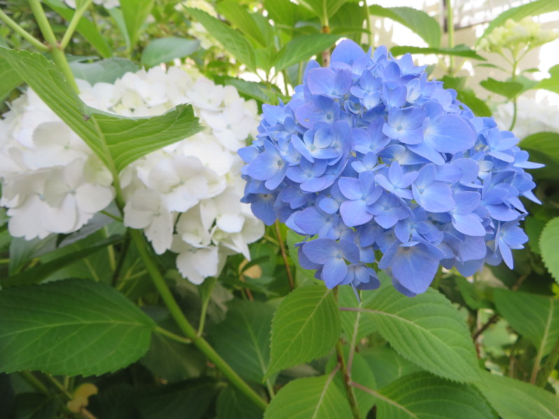 f:id:sasameyuki47:20160604091840j:image:w360 f:id:sasameyuki47:20160604091840j:image:w360